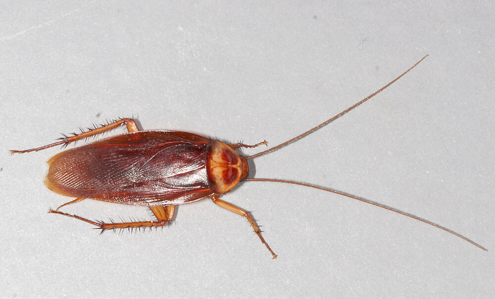 American-cockroach(1)